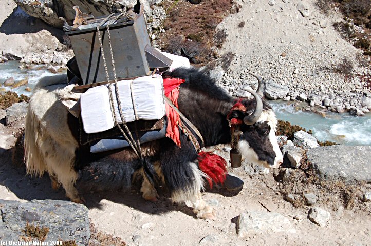 Ein Yak